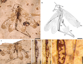 Conicholcorpa longa