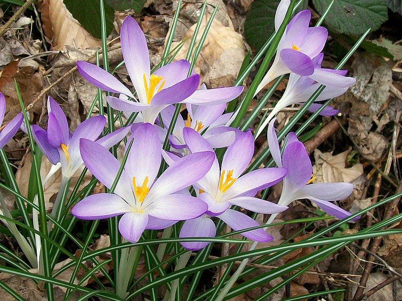 File:Crocus (Crocus tommasinianus) (4440514883).jpg