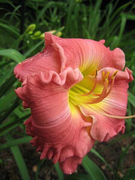 File:Daylily "Hush Little Baby".jpg