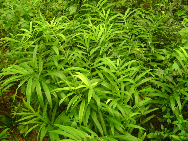 File:Ginger plants.jpg