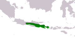 Distribución de Glaucidium castanopterum