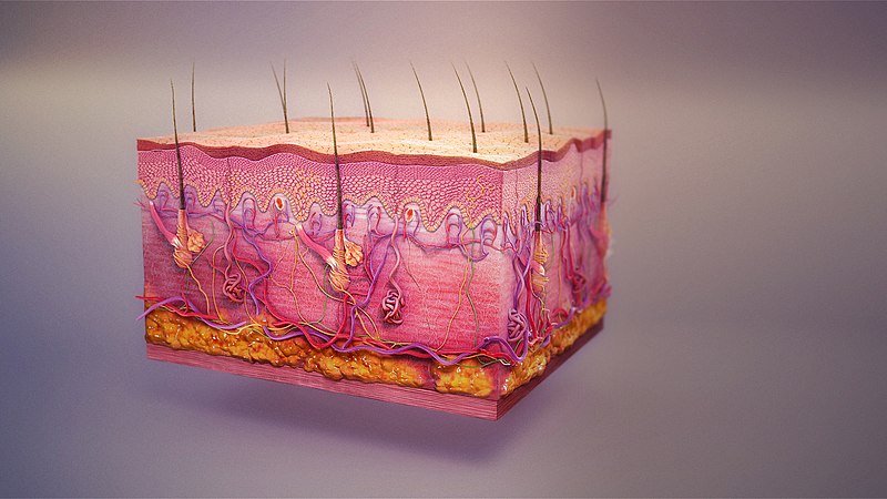 File:Integumentary system.jpg