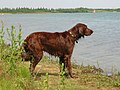 Irish Setter