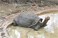 Lonesome George at the Charles Darwin Research Station