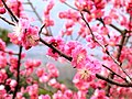 Plum blossoms blooming