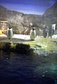 The penguin tank