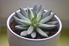 Pachyphytum longifolium