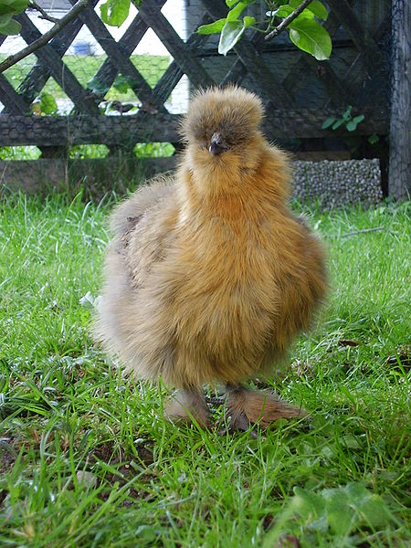 File:Partridge Silkie hen.jpg