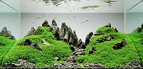 Aquarium with multiple gray stones. The stones are arranged to be low in front and high in the back, with the back-most stones placed vertically in the shape of mountain peaks. Some of the stones are carpeted with small, low, fine green plants.