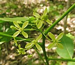 Flowers of Ptelea trifoliata