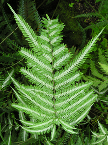 Pteris argyrea.png