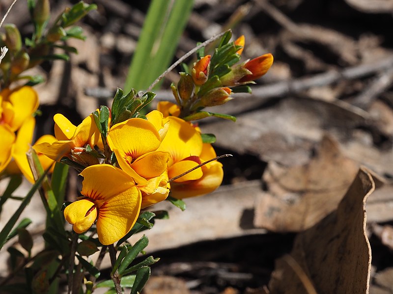 File:Pultenaea microphylla Imbota.jpg