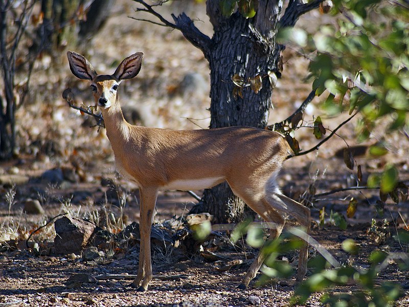 File:Raphicerus campestris.jpg