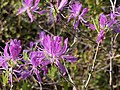 Rhododendron canadense (L.) Torrey. — Rhododendron du Canada.