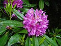 Rhododendron, the state flower