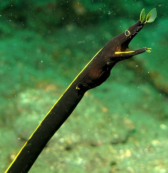 File:Ribbon Eel.jpg