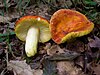 Russula aurea