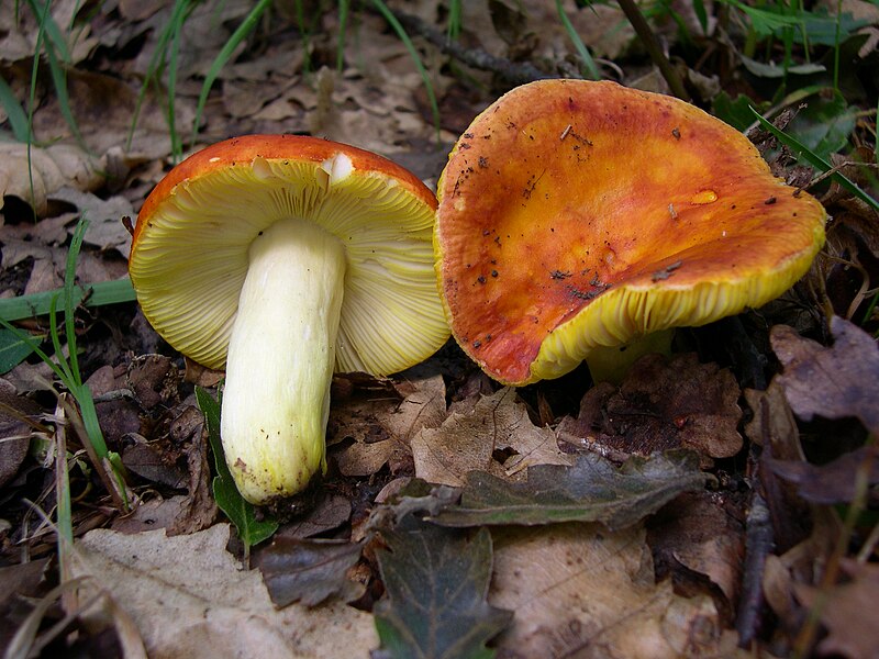 File:Russula Aurea.JPG