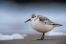 Sanderling Westkapelle 02.jpg