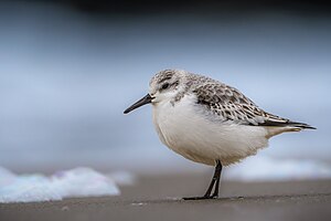 Песчанка (Calidris alba) ищет корм на пляже Весткапелле (Нидерланды)