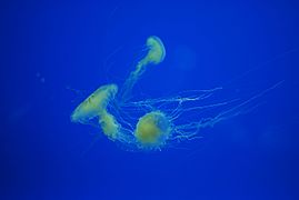 En el acuario de Veracruz, México