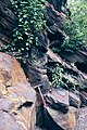 Upright Sigillaria in dipping sandstone and shale beds of the north wall. A so-called "Polystrate fossil".