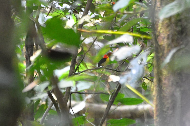 File:Wire-tailed Manakin (5316373790).jpg