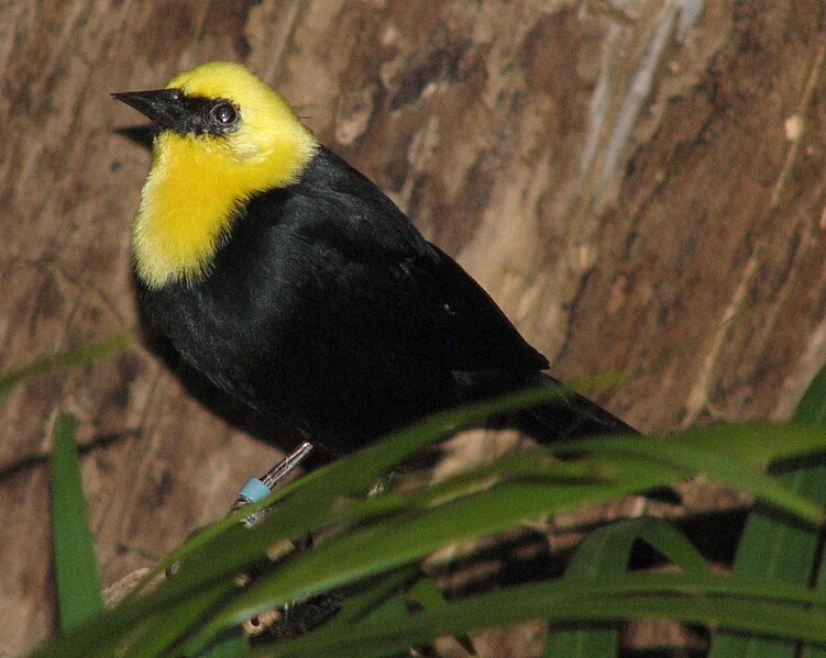 File:Yellow Hooded Blackbird 004.jpg