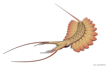 Restoration of Kerygmachela a "gilled lobopodian" related to arthropods, which has both pairs of lobopods and lateral flaps.