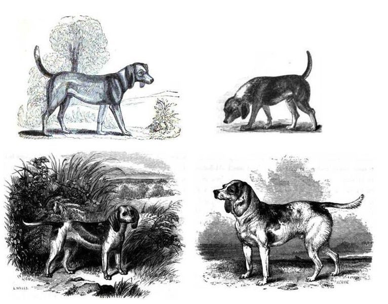 File:4-beagles.jpg