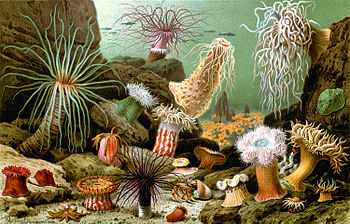 Sea anemones