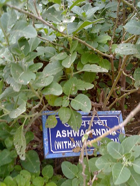 File:Ashvagandha.jpg