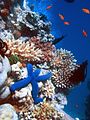 Great Barrier Reef, Australia