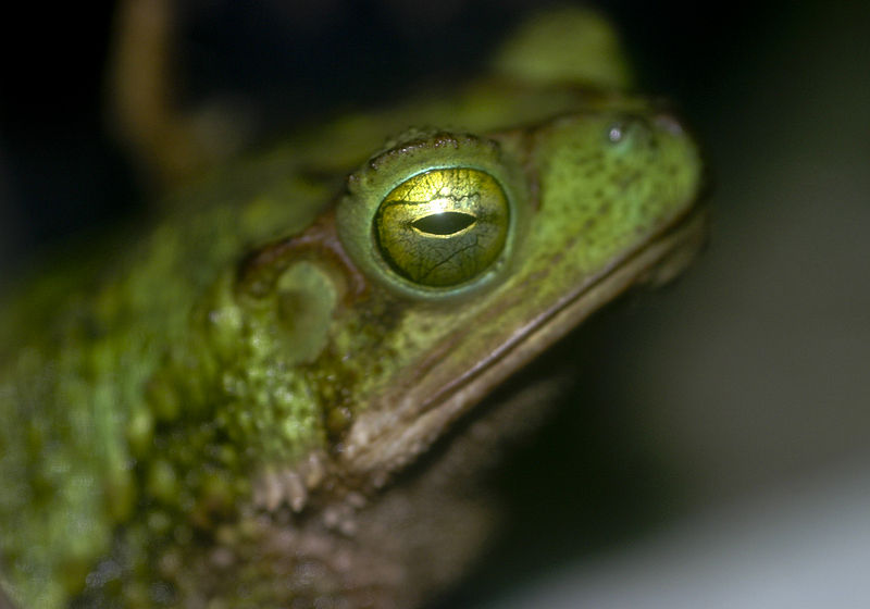 File:Bufo coniferus.jpg