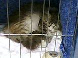 Siberian cat sleeping in its cage during the 2008 CFA International Cat Show in Atlanta.