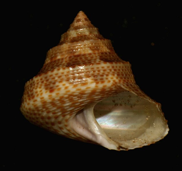 File:Calliostoma palmeri.jpg