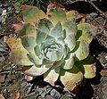 Miniatura para Dudleya anthonyi