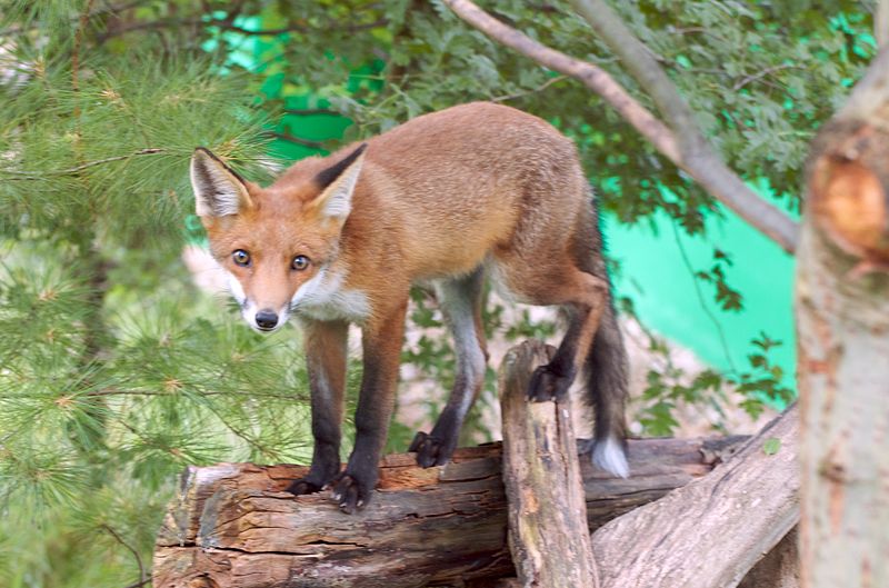 Archivo:Fox up a tree.jpg