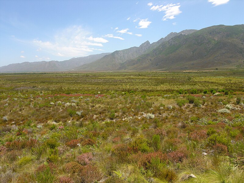 Файл:Fynbos-landscape-3.jpg