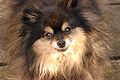 Black & tan Pomeranian.