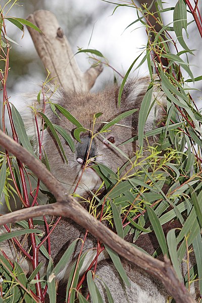 File:Koala - melbourne zoo.jpg