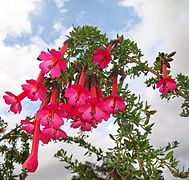 Cantuta (Cantua buxifolia)