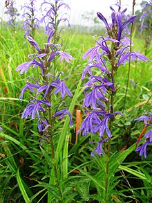 Lobelia sessilifolia