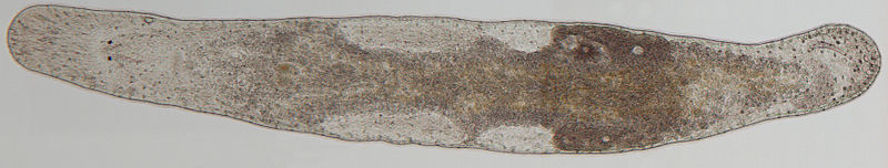 File:Macrostomum lignano.jpg