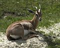 Mountain gazelle