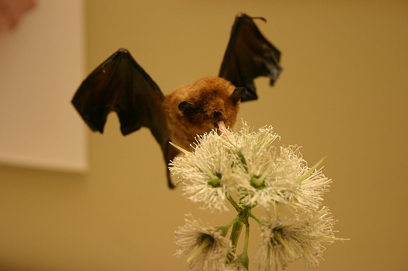 File:Palla's long-tongued bat.jpg