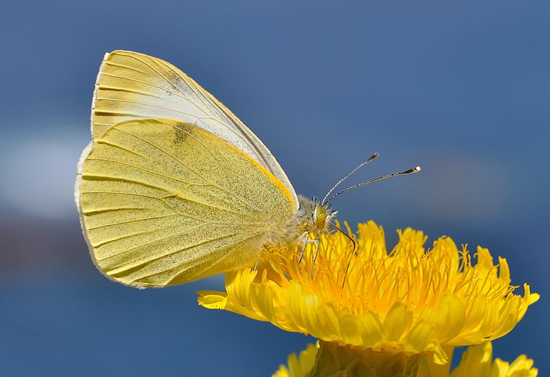 File:Pieris cheiranthi qtl1.jpg