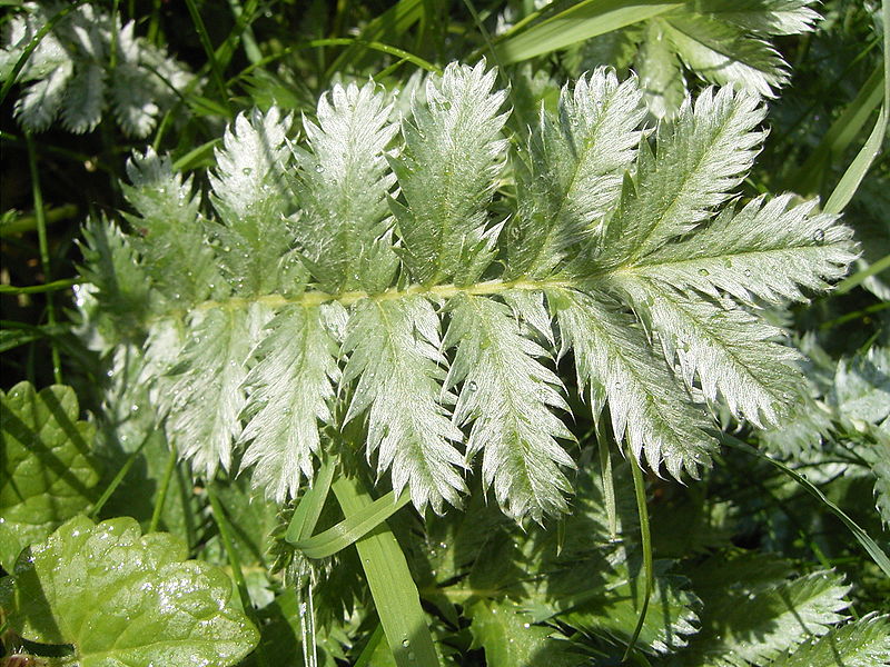 Файл:Potentilla anserina blad.jpg