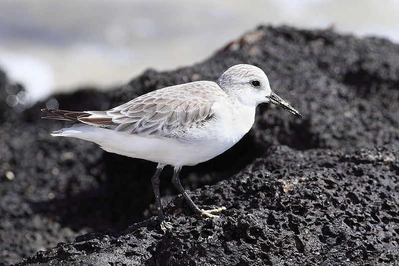 File:Sanderling-floreana.jpg