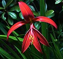 Sprekelia